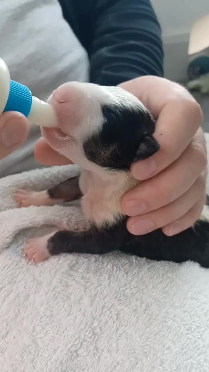 English Bull Terrier dogs for sale: English Bull Terrier pups - Video 3