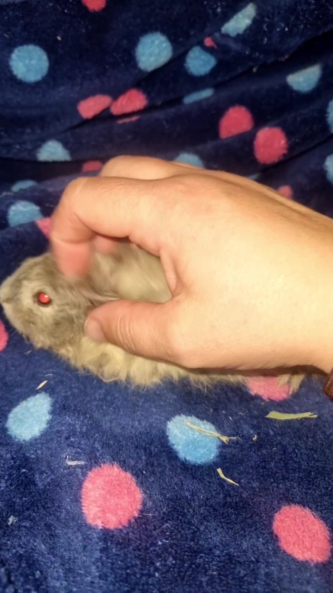 Guinea Pig rodents for sale: Alpaca x texel  - Video 3