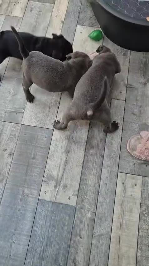 Staffordshire Bull Terrier dogs for sale: Stunning kc reg staffs in Ramsgate - Video 1