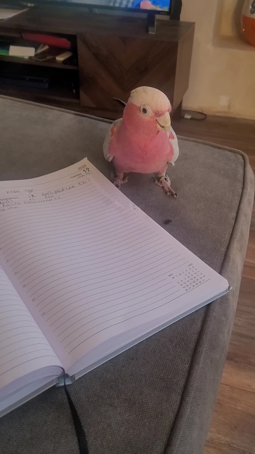 Cockatoo birds for sale: Gala cockatoo - Video 1