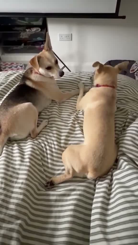 Mixed Breed dogs for adoption: ❤️ CARAMEL & ❤️STELLA – SISTERS IN MISFORTUNE - Video 4