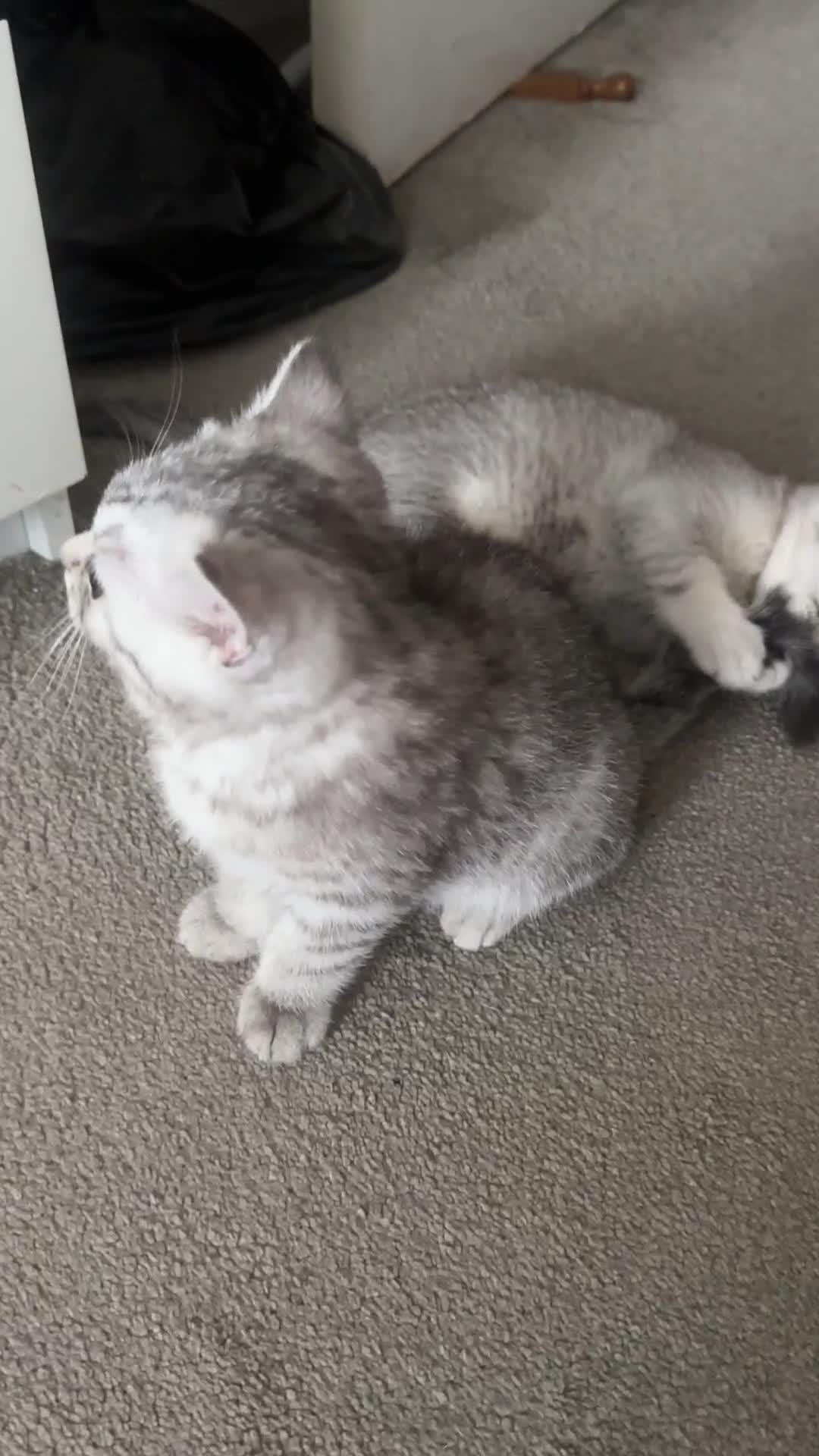British Shorthair cats for sale: 😻Beautiful BSH Active GCF Kittens🌈 Ready Now! - Video 1