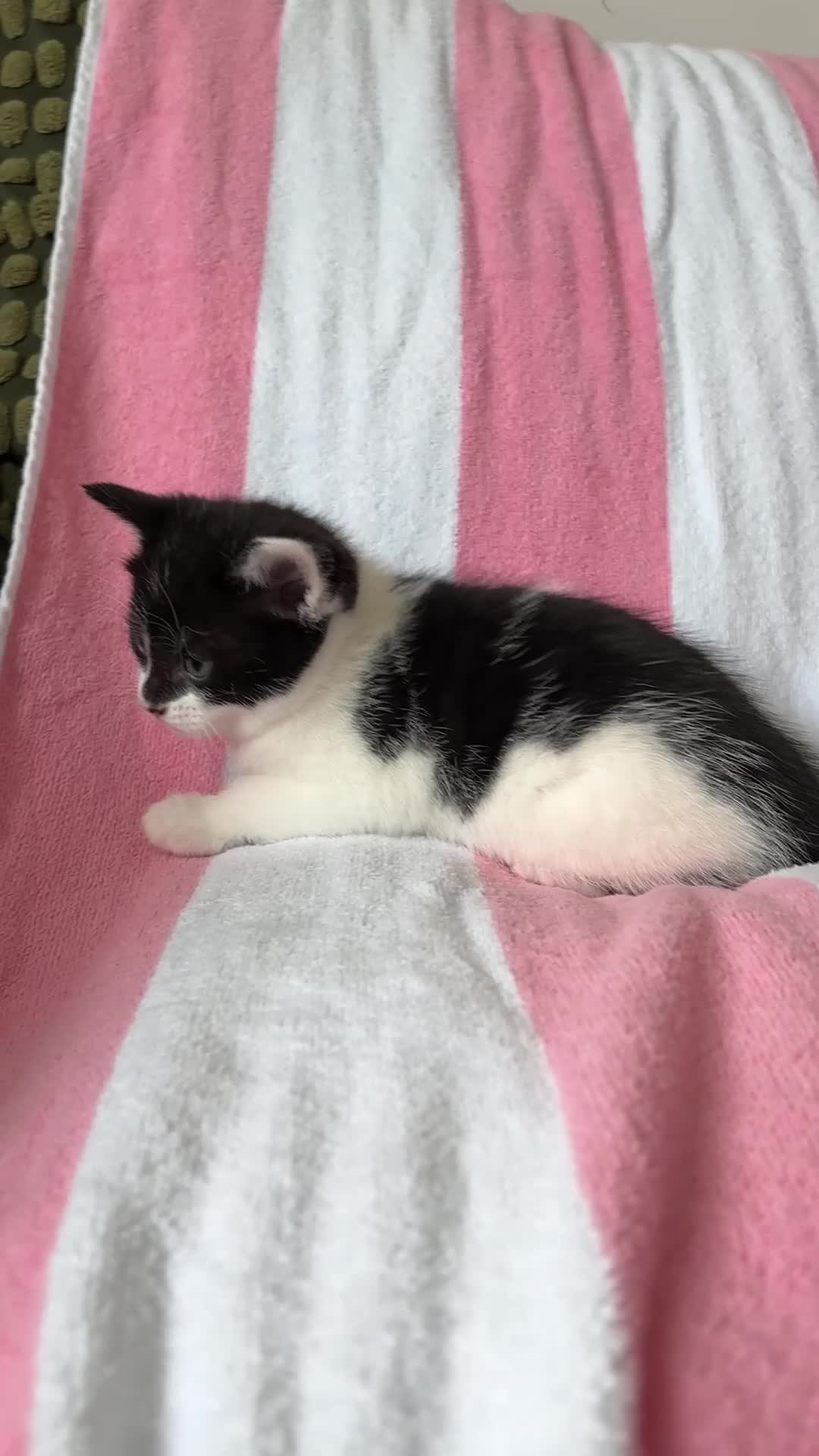 Mixed Breed cats for sale: Kittens, black and white - Video 2