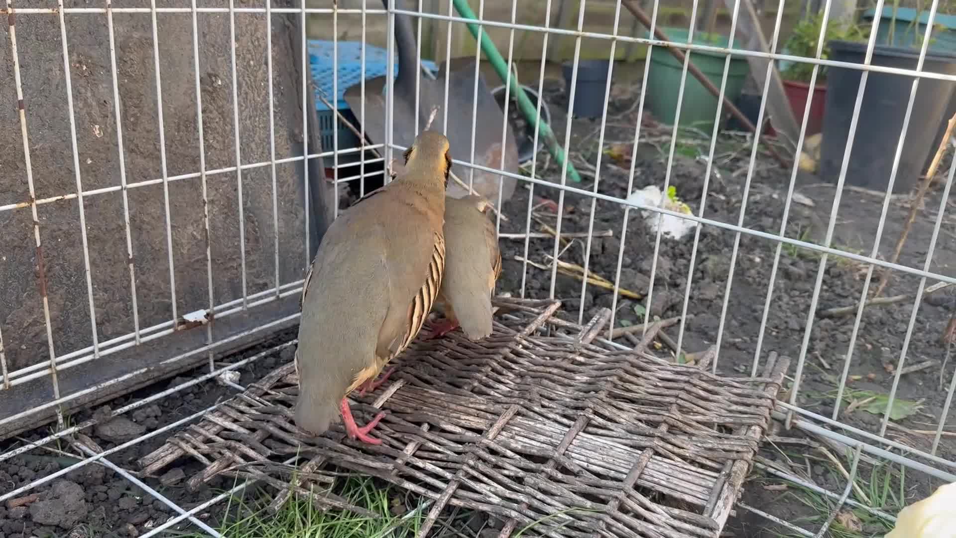 Lovebirds birds for sale: Chukar Partridge in Sutton - Video 1