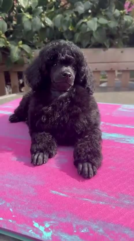 Miniature Poodle dogs for sale: Signature Miniature Poodle Puppies - Video 1