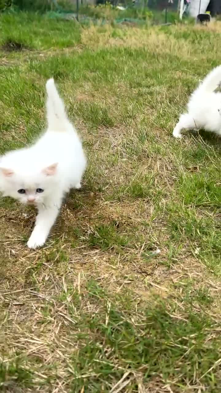 British Shorthair cats for sale: British Shorthair cats - Video 2