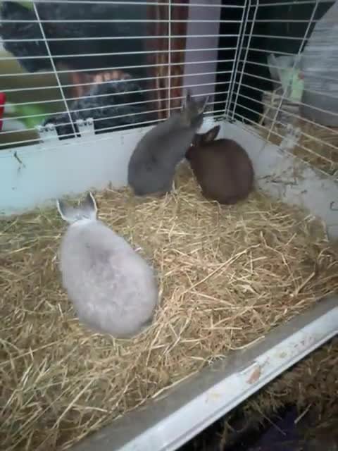 Netherland Dwarf rabbits for sale: 4 adorable young netherland dwarf - Video 1