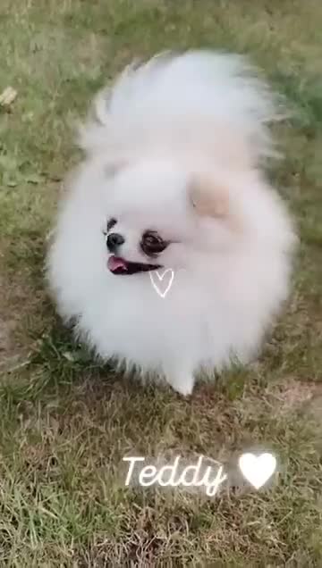 Pomeranian dogs for stud: Tiny White/cream Teddy Pomeranian stud  - Video 1