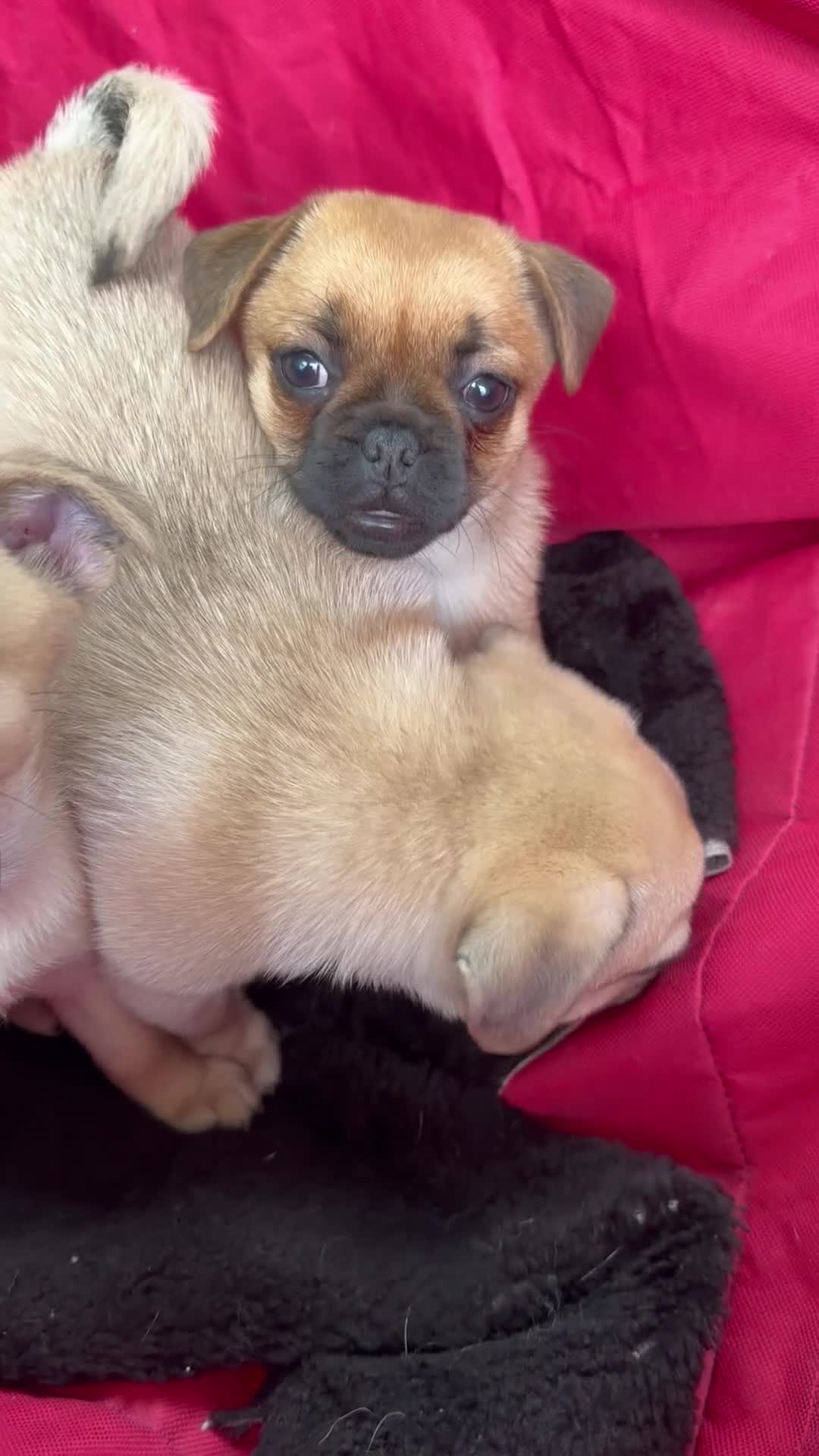 Pomeranian dogs for sale: Pug x Pomeranian mixed breed Puppies  - Video 2