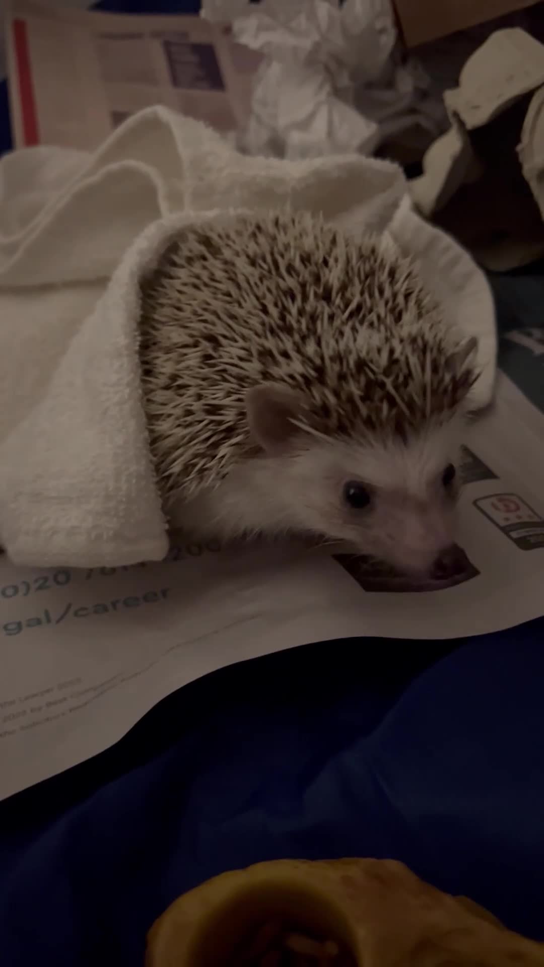 Pygmy Hedgehog rodents for sale: Female Pygmy hedgehog (4 years old) in Abbots Langley - Video 2