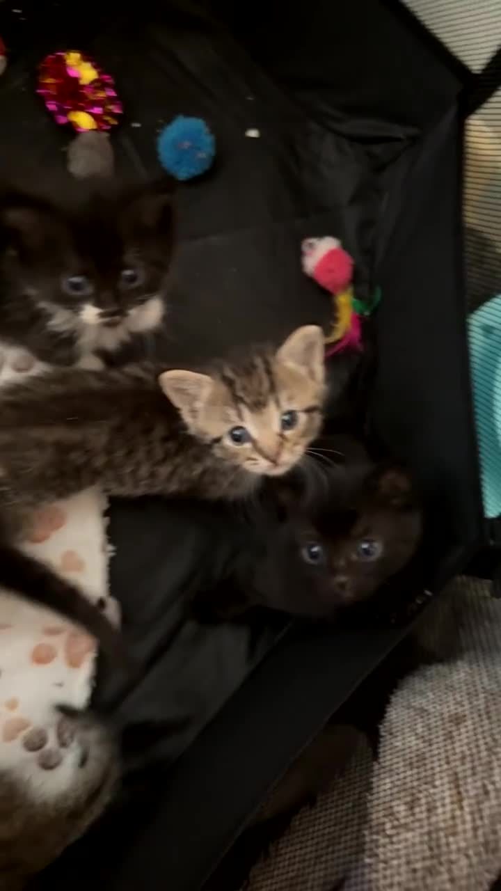 Persian cats for sale: Shorthair Doll face Persian X British longhair  - Video 2