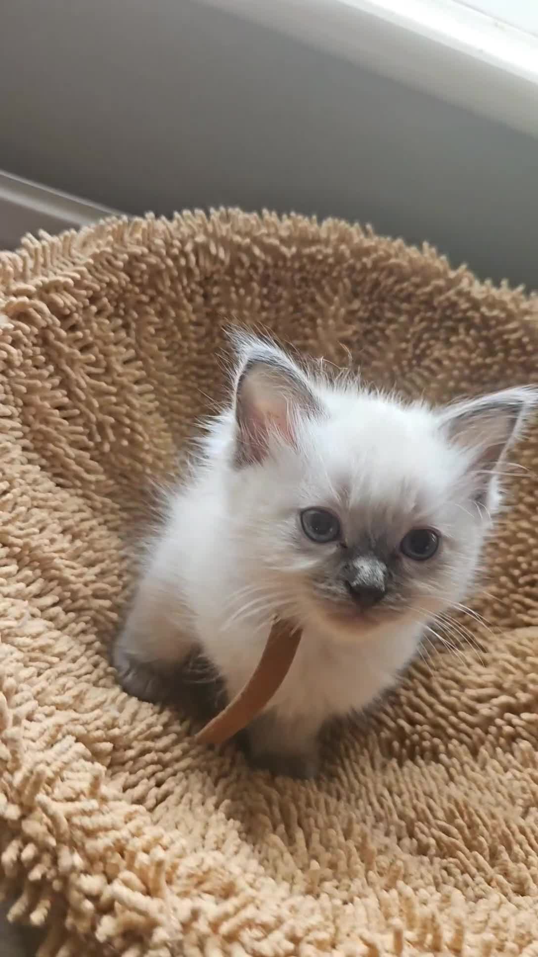 Ragdoll cats for sale: Female ragdoll kitten £750 - Video 1