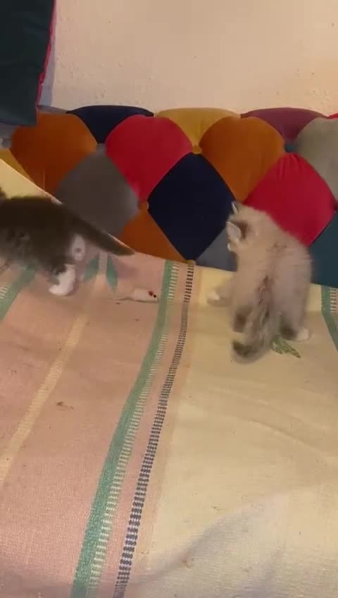 Siberian cats for sale: x5 Adorable Pure Siberian Kittens to re-home😻 - Video 2