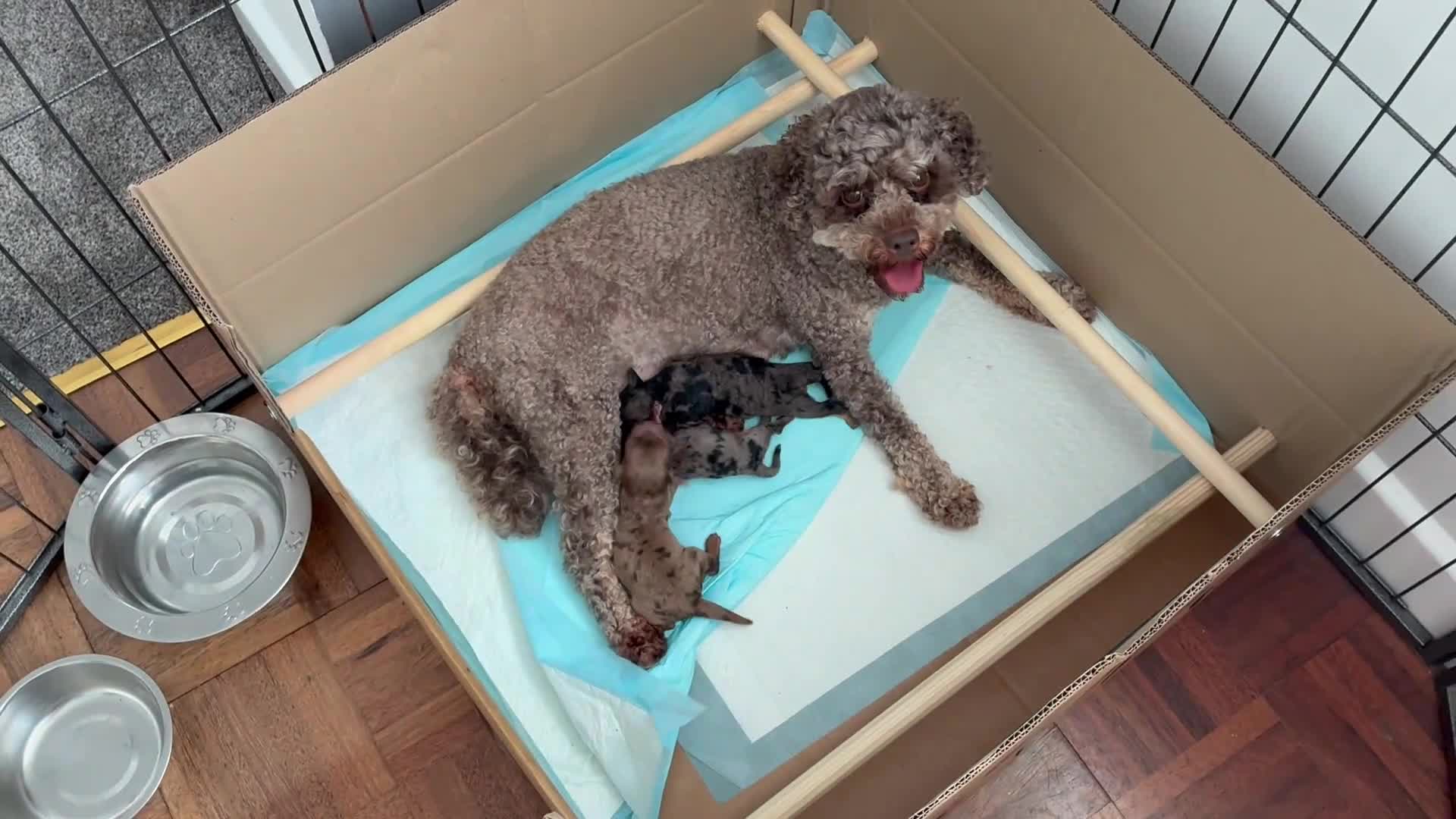 Mixed Breed dogs for sale: Beautiful litter of Cockerpoo x Caverpoo puppies - Video 1