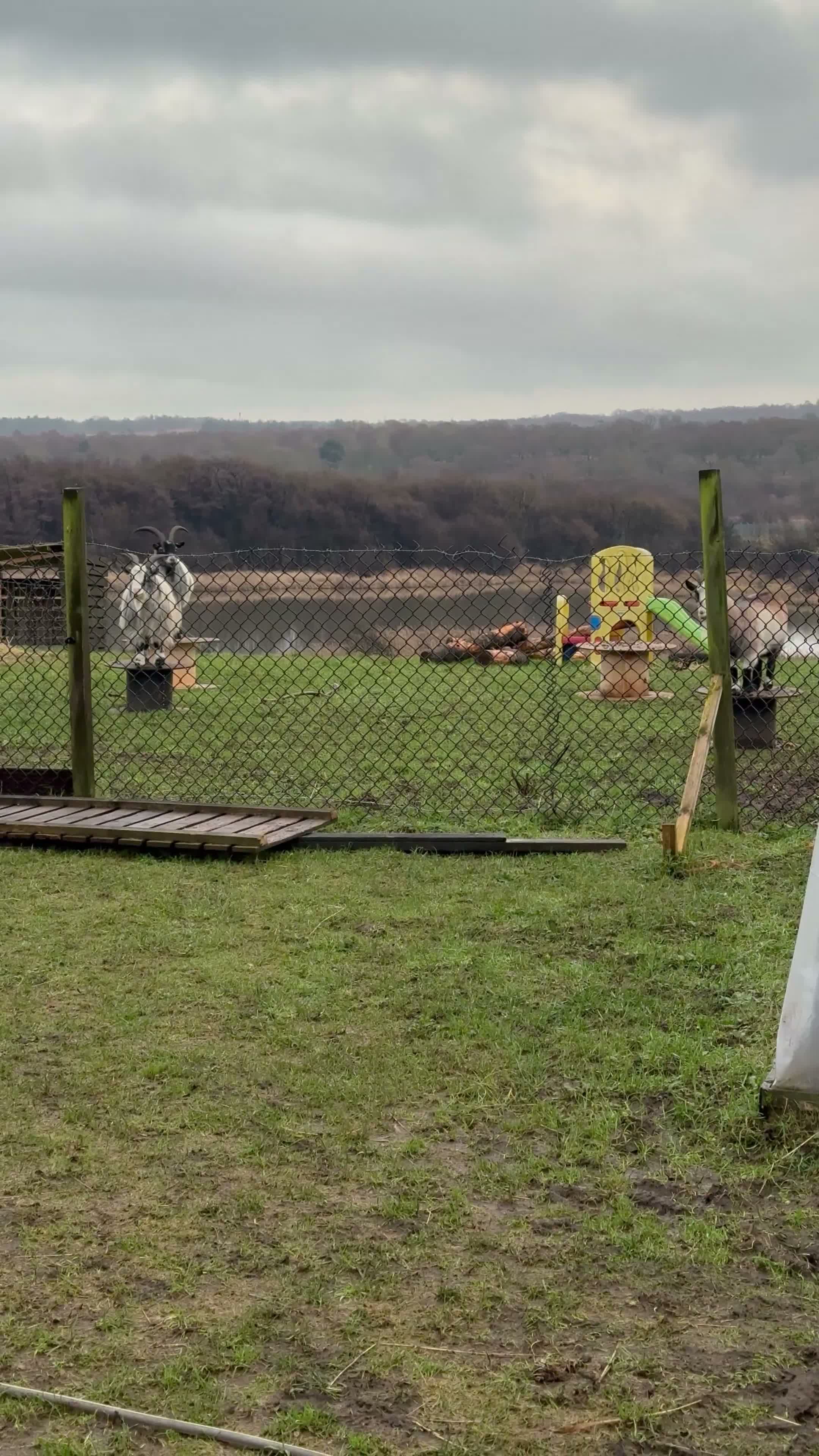 Goats livestock for sale: Two Pygmy goats seeking a new home in Denny - Video 3