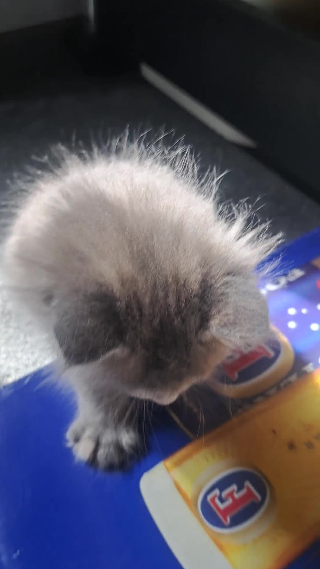 Maine Coon cats for sale: Maine Coon Kittens for sale - Video 1