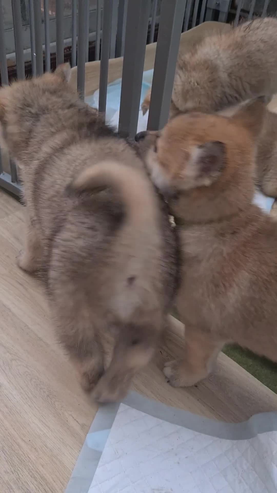 Mixed Breed dogs for sale: Czech Wolfdog × Akita/Malamute Puppies - Video 1