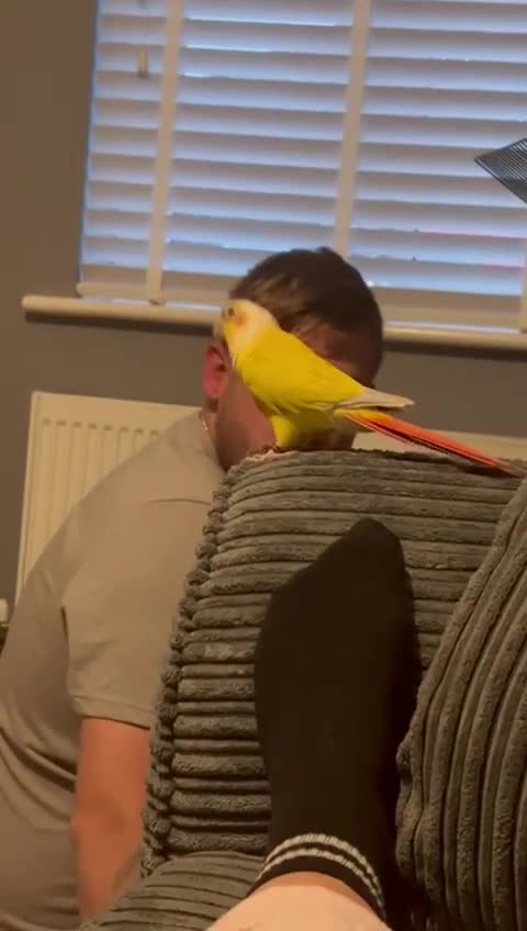 Conures birds for sale: Suncheek Conure–Tame–With Large Cage/Accessories - Video 1