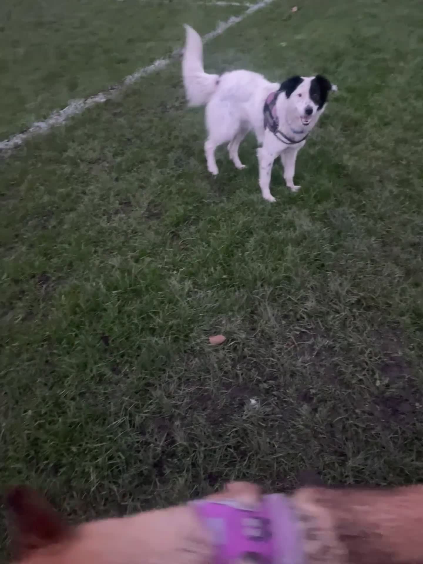 German Shepherd dogs for sale: Luna  - Video 1