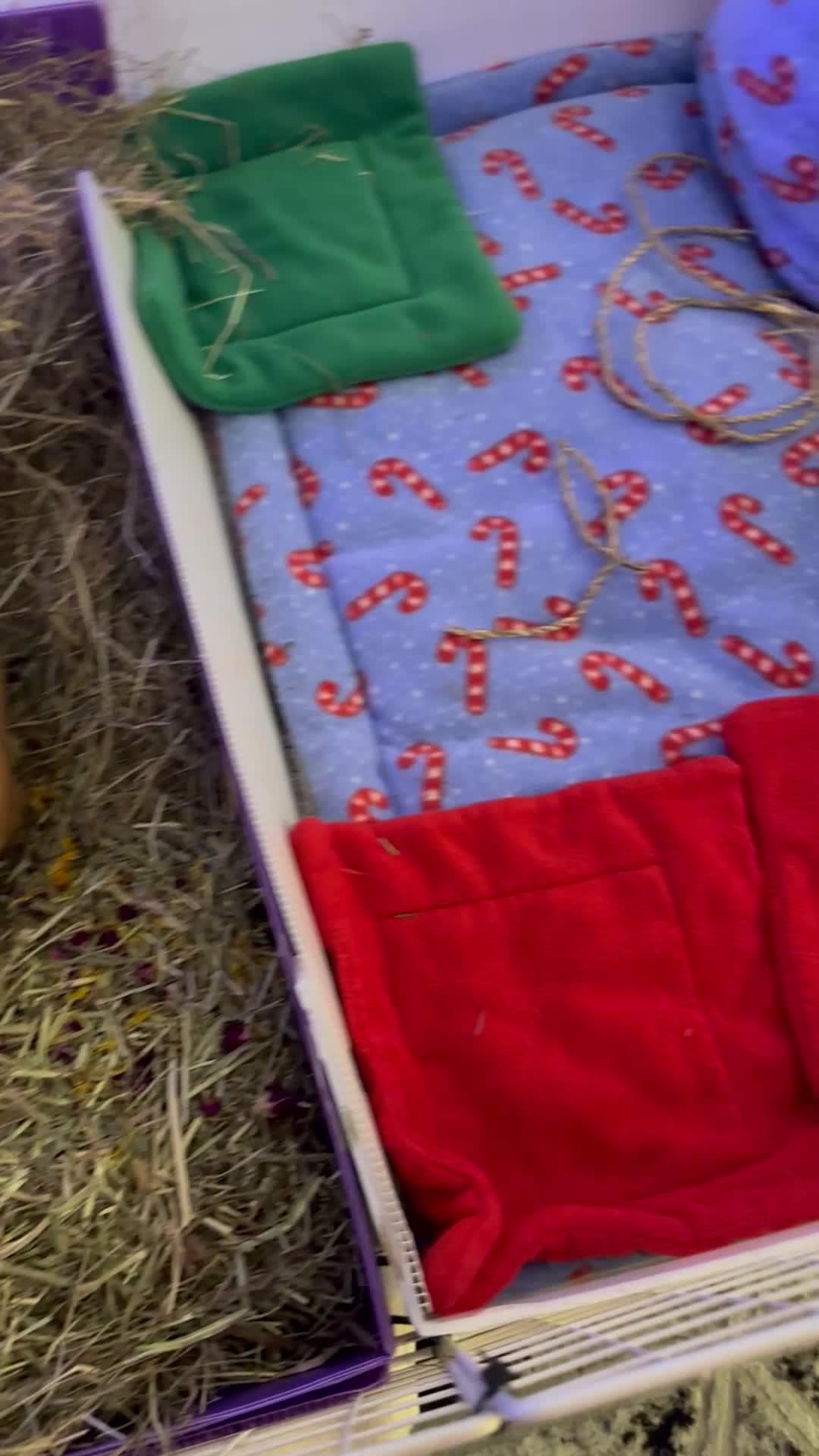 Guinea Pig rodents for sale: Looking for a new home for my boys :( in Glasgow - Video 1