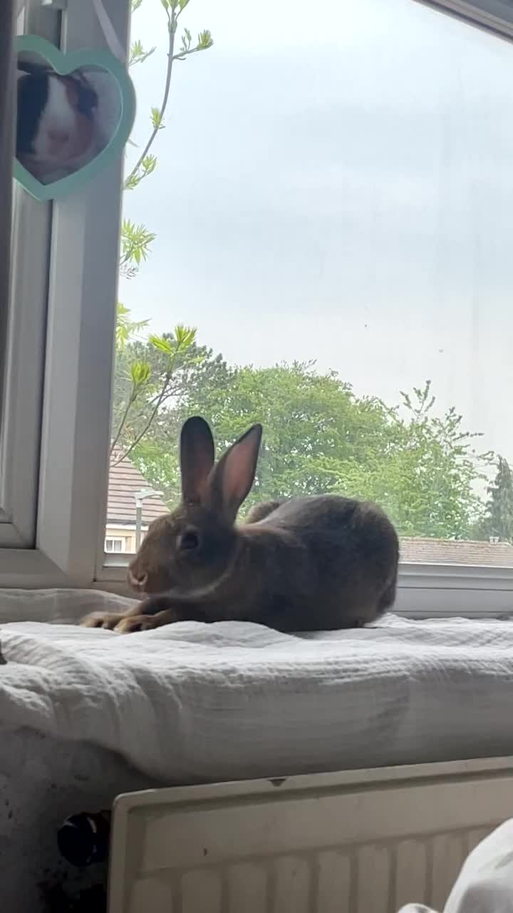Guinea Pig rodents for sale: 1 male rabbit (bambi) - Video 1