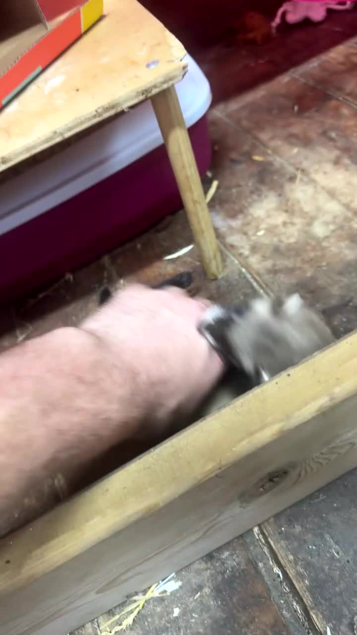 Ferret rodents for sale: Playful polecat Jill kit  - Video 1