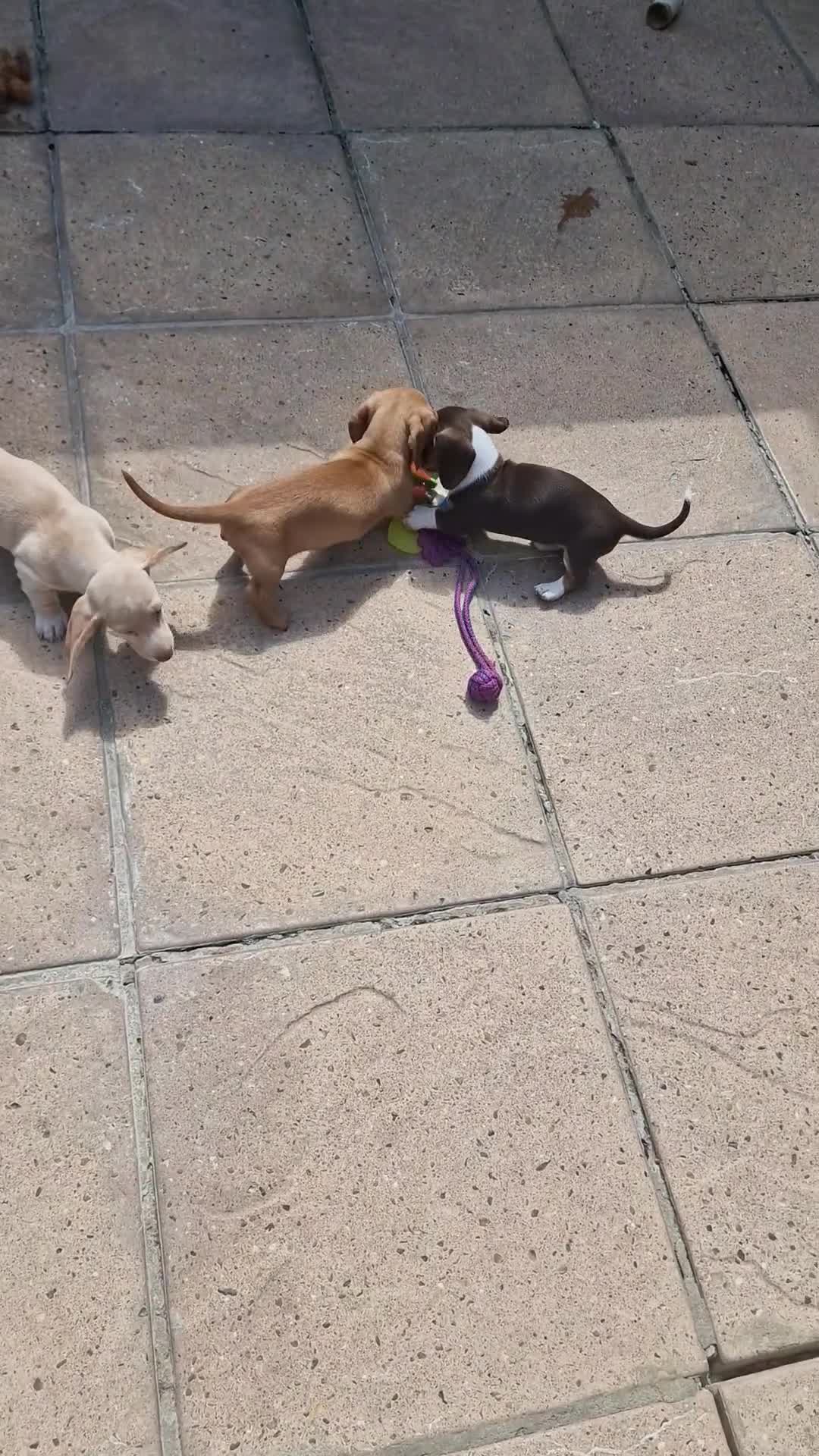 Dachshund dogs for sale: Ready Now, amazing colours - Video 2