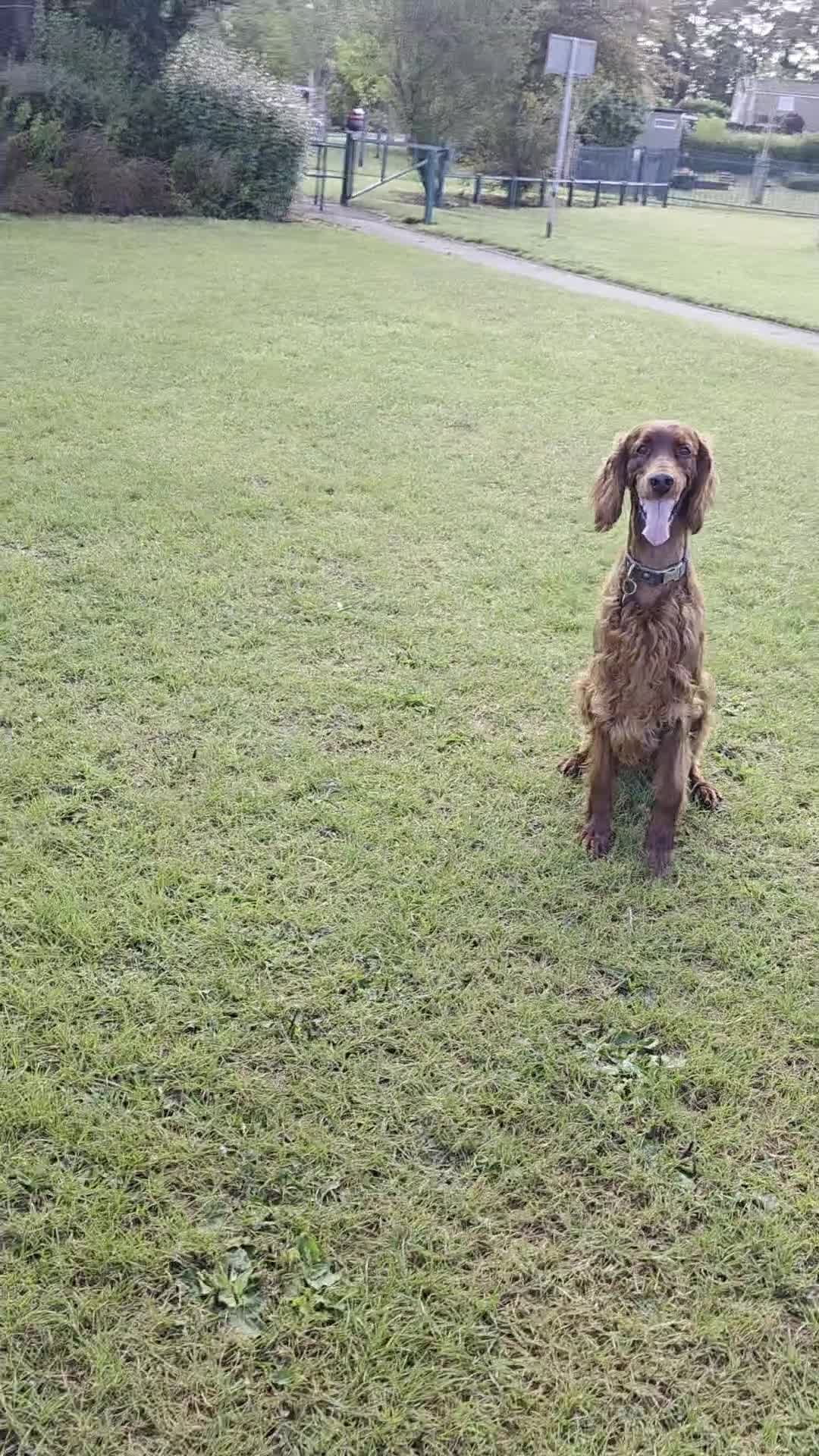 Irish Setter dogs for stud: Irish Setter (Red) Available for Stud. - Video 1