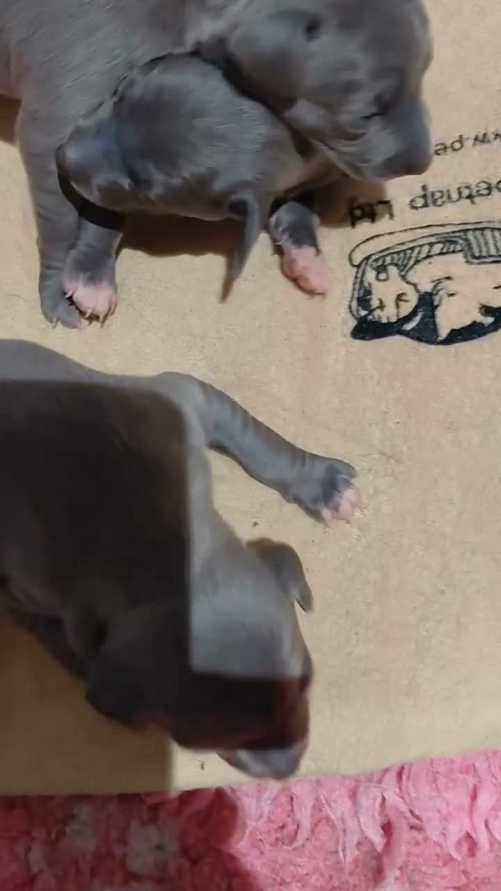 Italian Greyhound dogs for sale: Italian greyhound  - Video 1