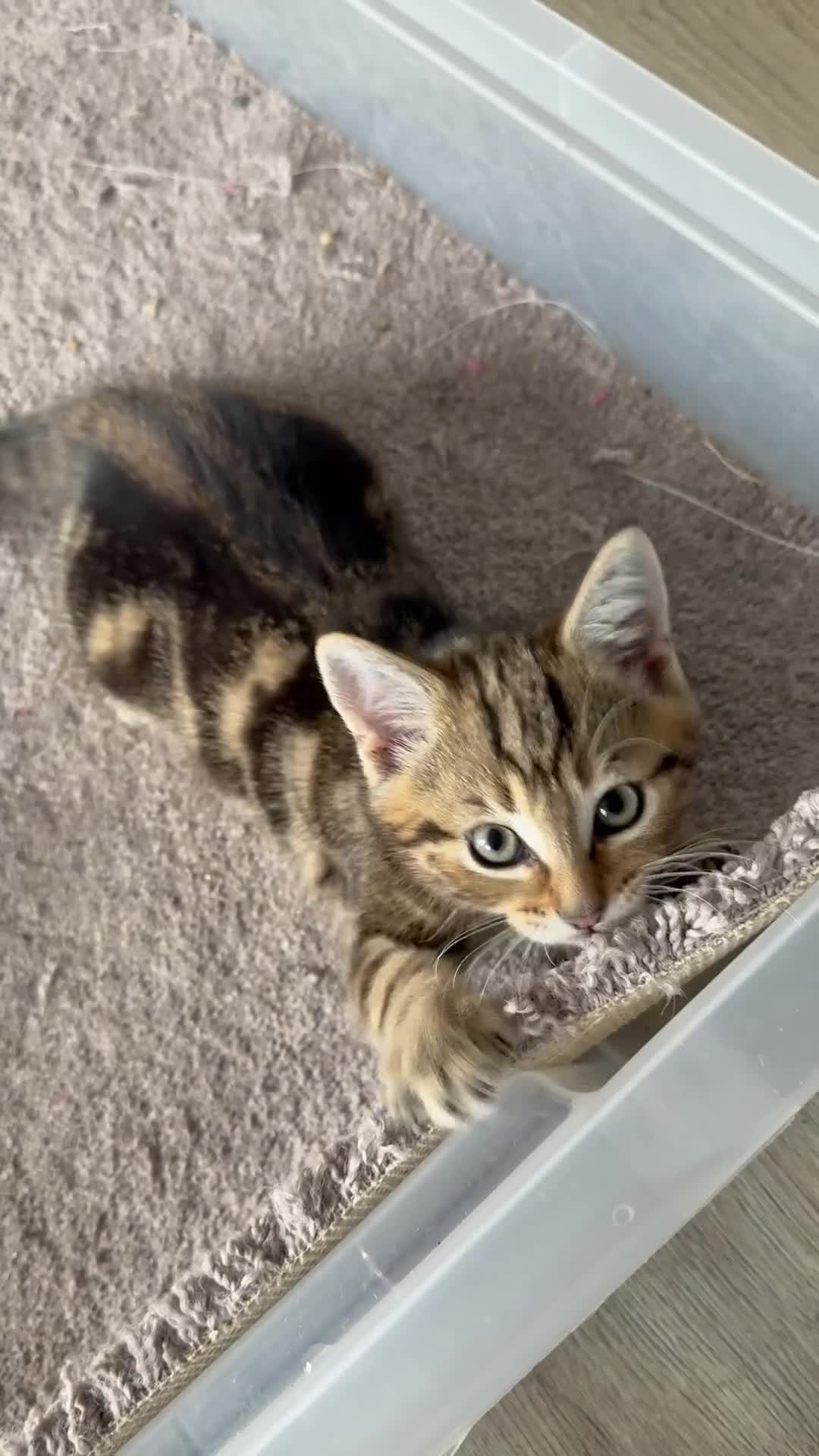 Mixed Breed cats for sale: Gorgeous kittens - Video 1