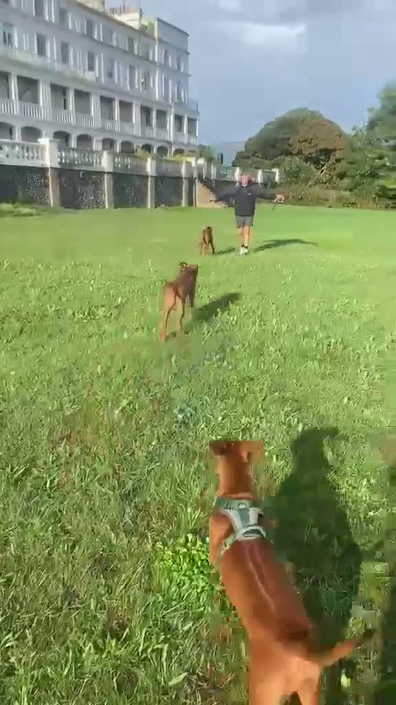 Rhodesian Ridgeback dogs for sale:  1 Beautiful girl left KC Registered  - Video 4
