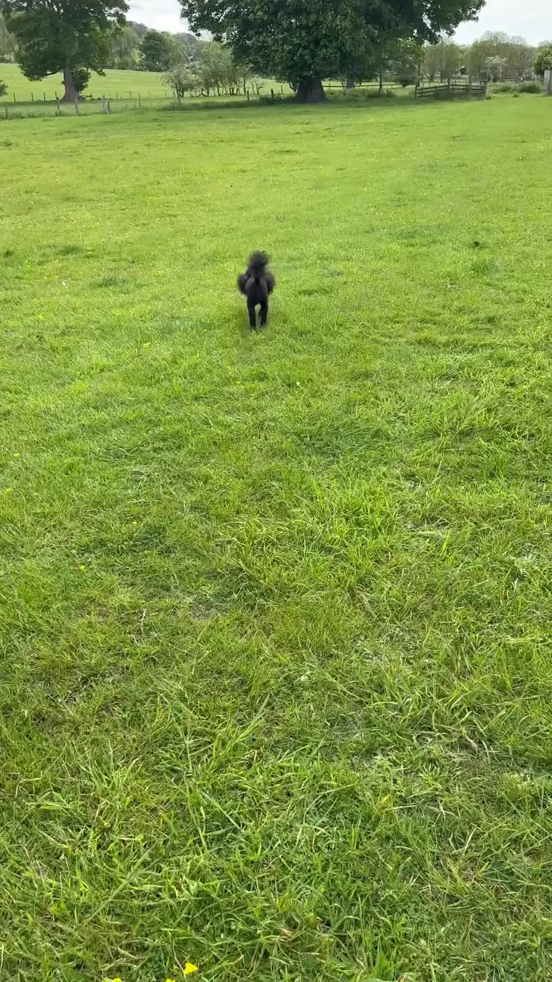 Toy Poodle dogs for stud: KC Registered Toy Poodle Stud in Bishop Auckland - Video 1