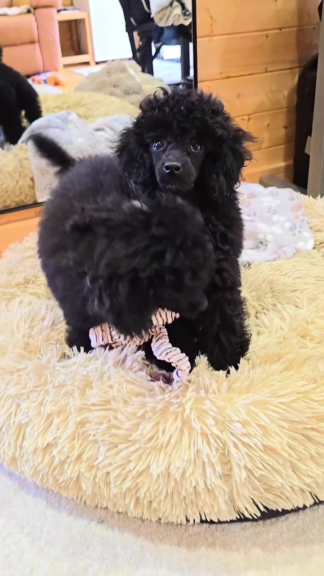 Toy Poodle dogs for sale: Stunning tiny Black girl Toy Poodle - Video 3