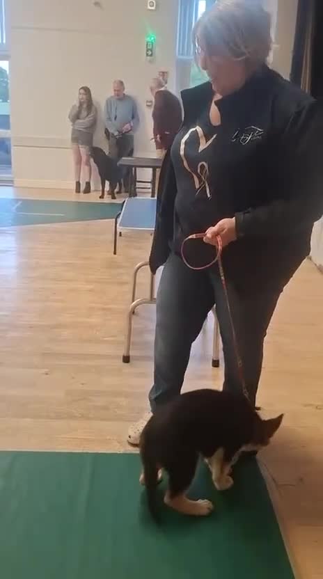 German Shepherd dogs for sale: KC Health Tested Gsd READY NOW! - Video 4