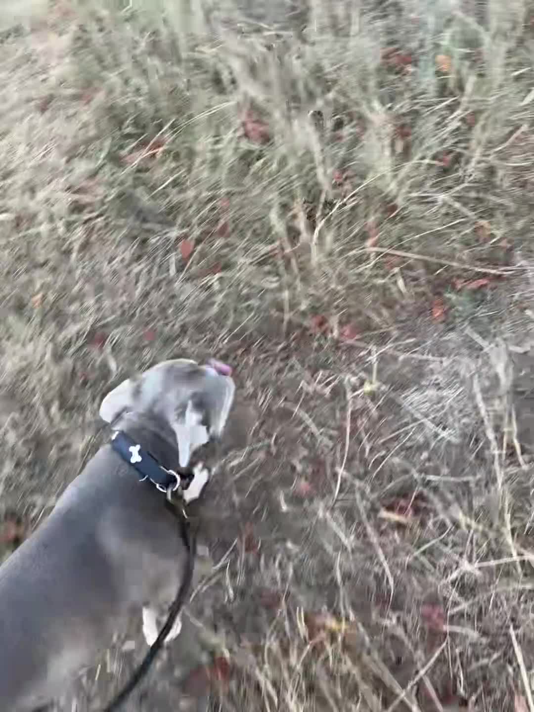 French Bulldog dogs for stud: Munro  - Video 1
