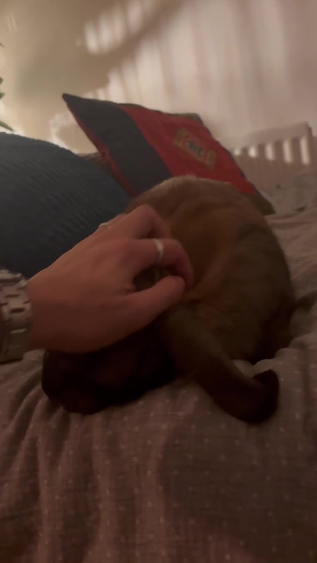 English Lop rabbits for sale: Lop Rabbit  - Video 1