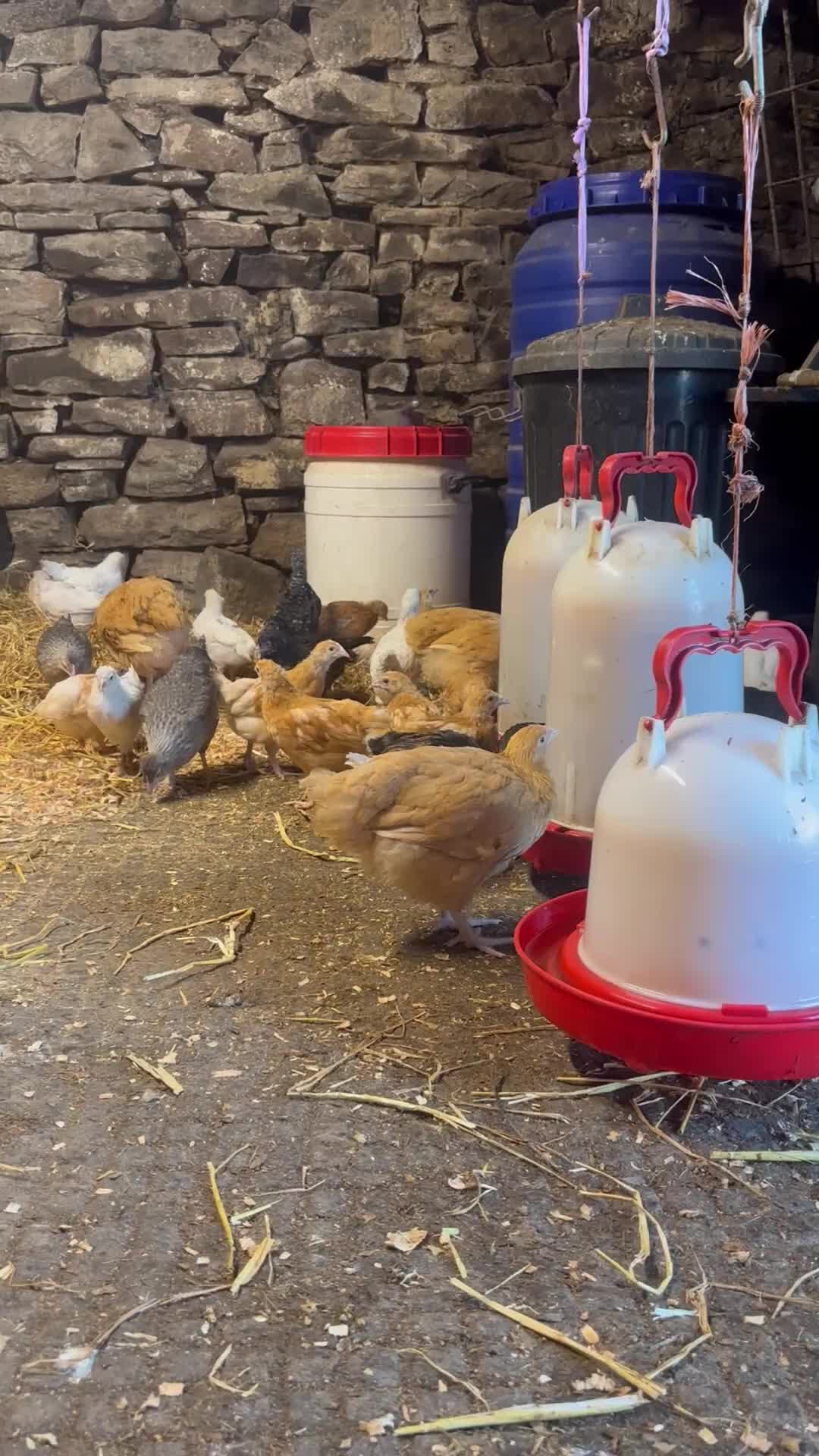 Chickens poultry for sale: POINT OF LAY HENS AVAILABLE. SOUTH WALES - Video 1
