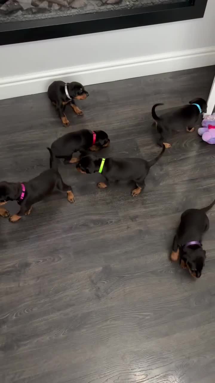Dobermann dogs for sale: KC REGISTERED - DOBERMAN PUPPIES - Video 4