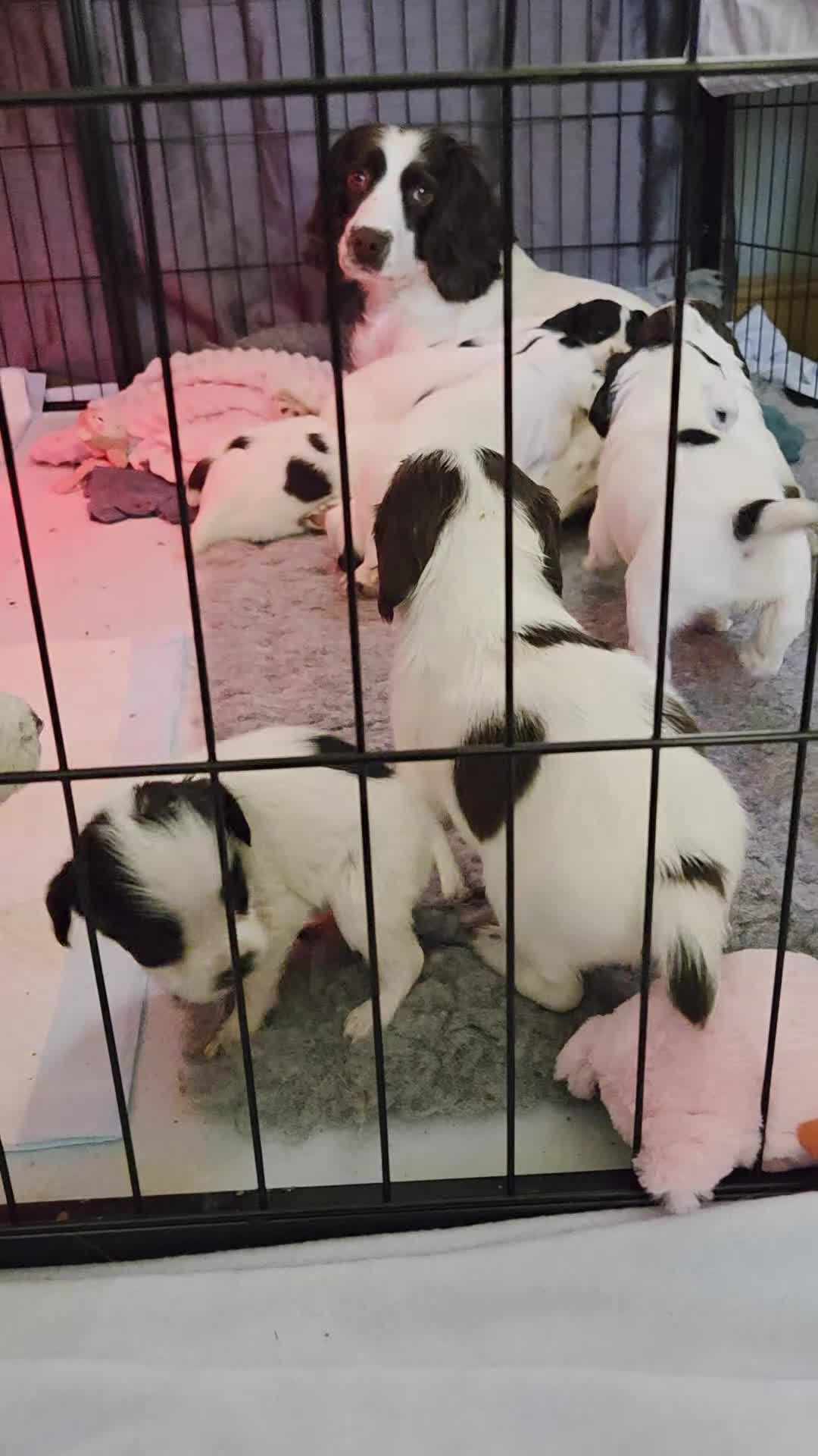 English Springer Spaniel dogs for sale: Health Tested Parents- KC Registered ESS - Video 1
