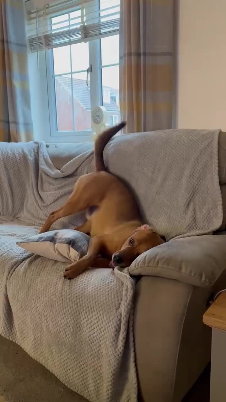 Mixed Breed dogs for adoption: Taz needs a perfect home  - Video 1