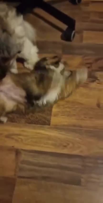 Shih Tzu dogs for sale: Family pet  - Video 1