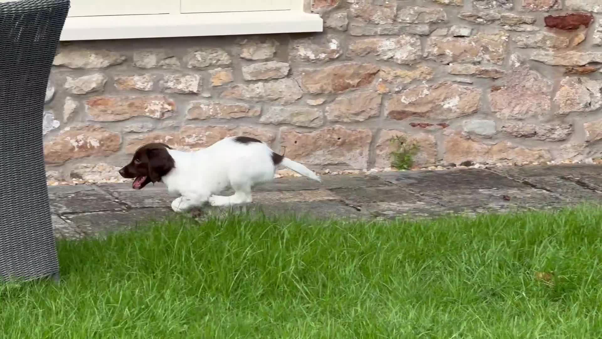 English Springer Spaniel dogs for sale: 1 Female READY TO GO KC Reg ESS Puppy - Video 2