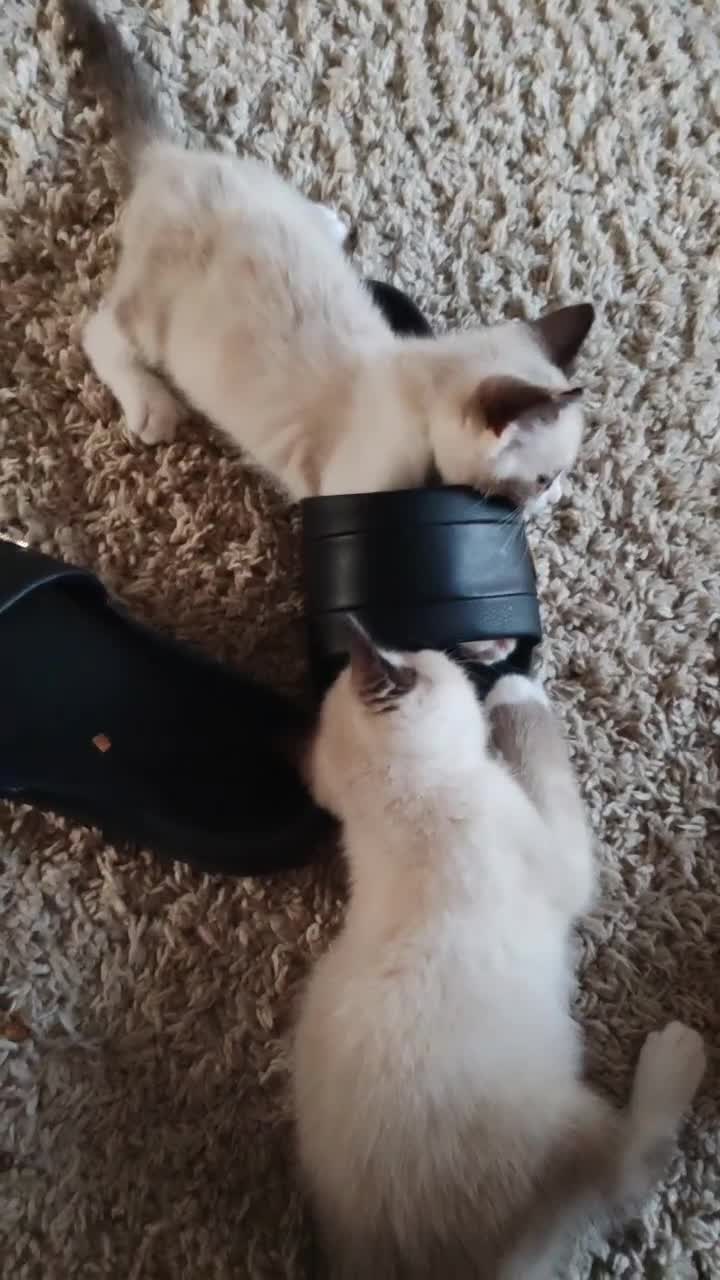 Siamese cats for sale: ❤️❤️❤️ Adorable blue-point Siamese kittens ❤️❤️❤️  - Video 1