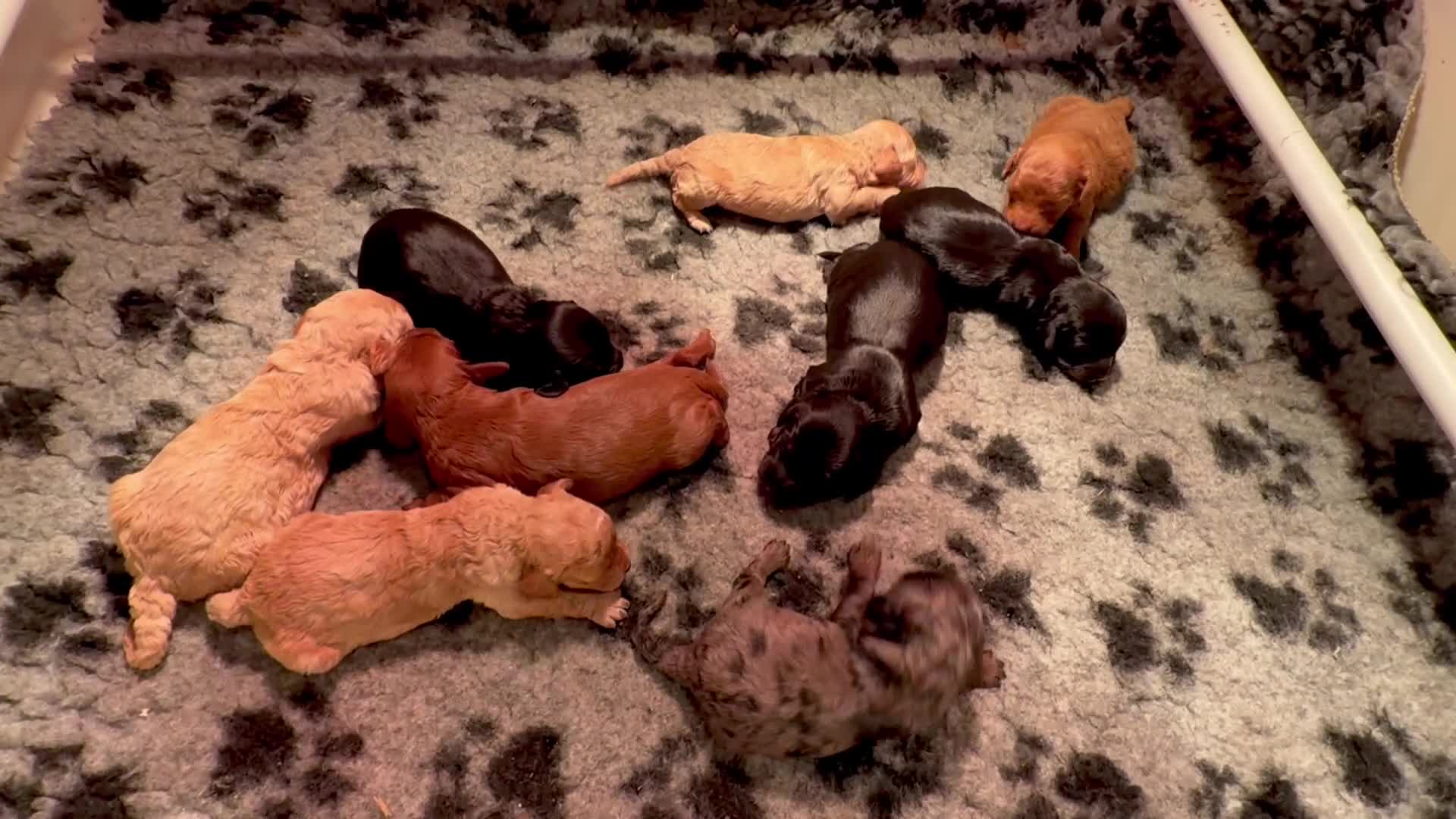 Cavapoo dogs for sale: Top quality F1 Cavapoo puppies - Video 1