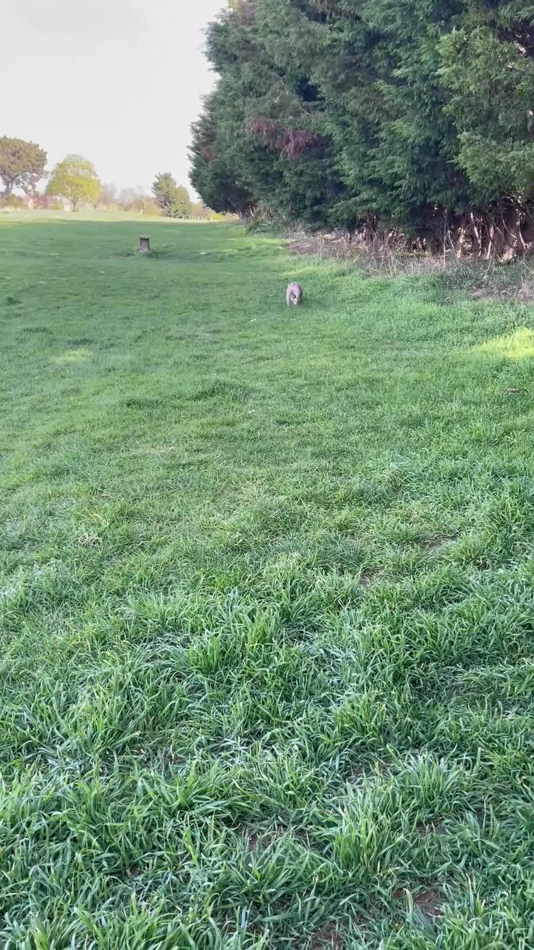 French Bulldog dogs for sale: Gorgeous blue fawn frenchie girl for sale  - Video 1