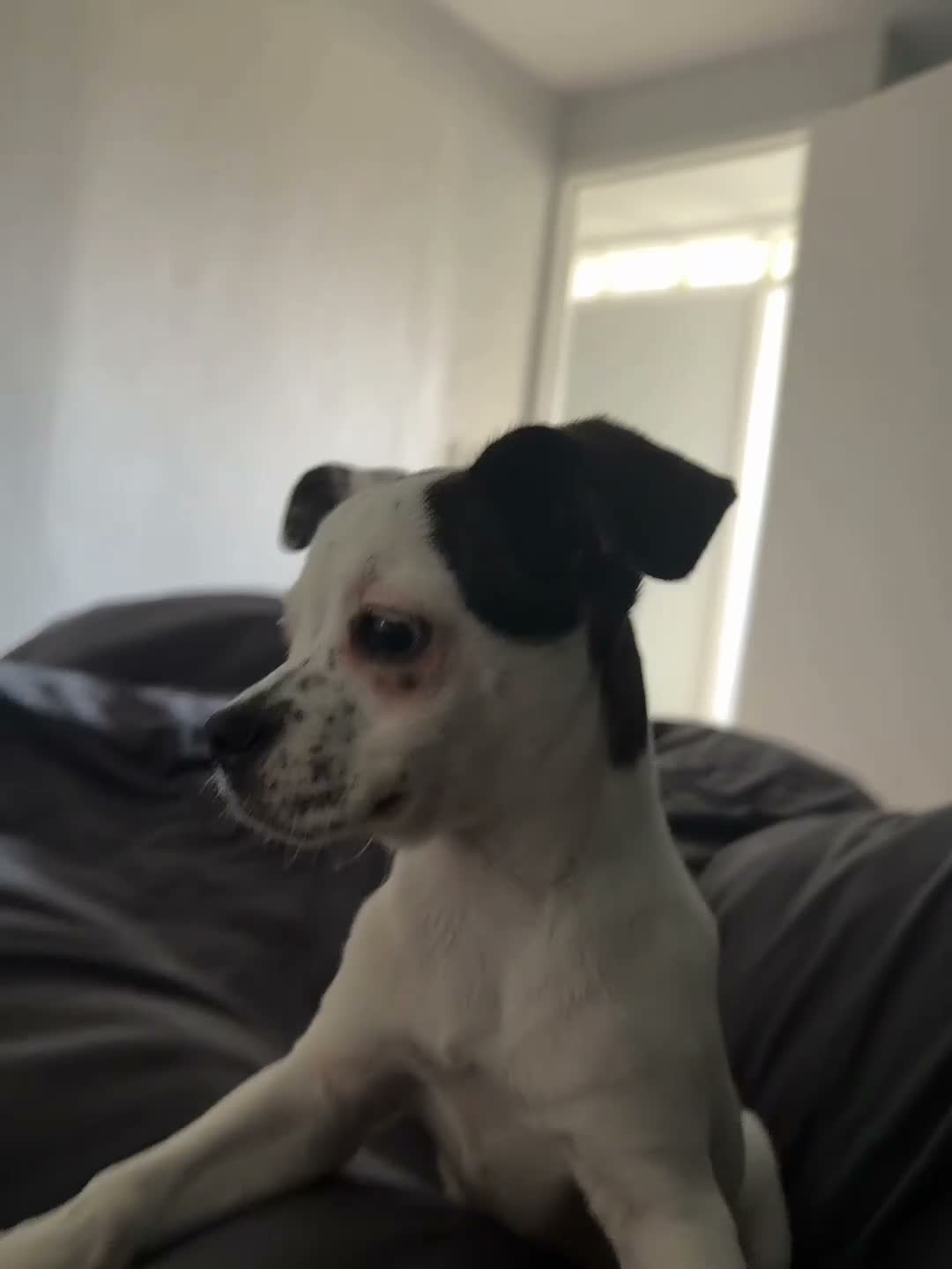 Mixed Breed dogs for sale: 5 month old american bullhuaha in South Shields - Video 1