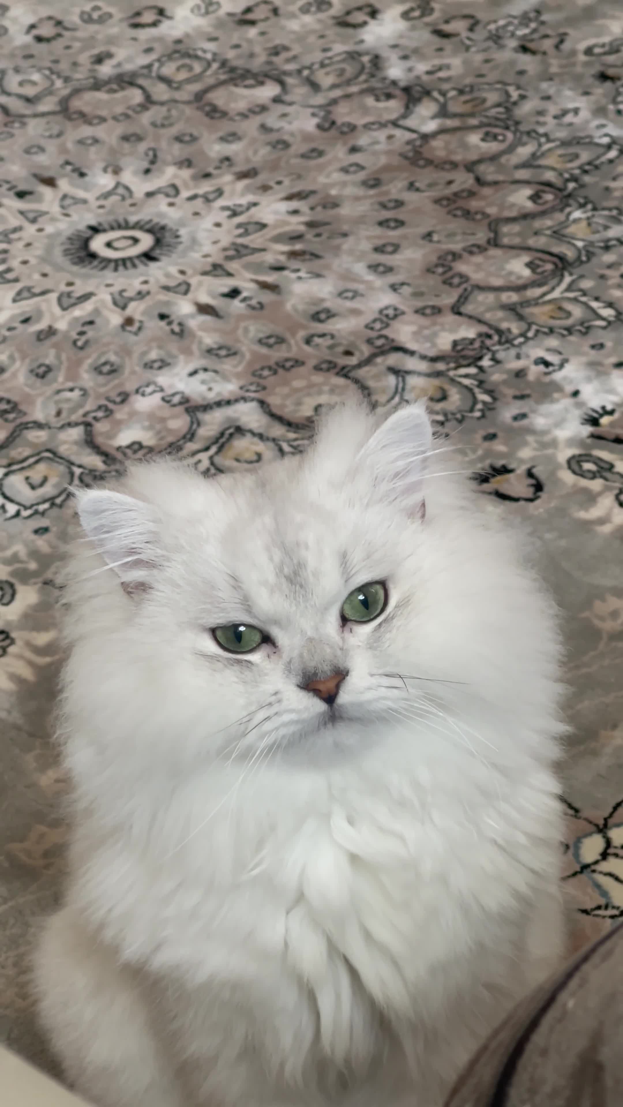Persian cats for stud: One of a kind Persian Chinchilla - Romeo in London - Video 2