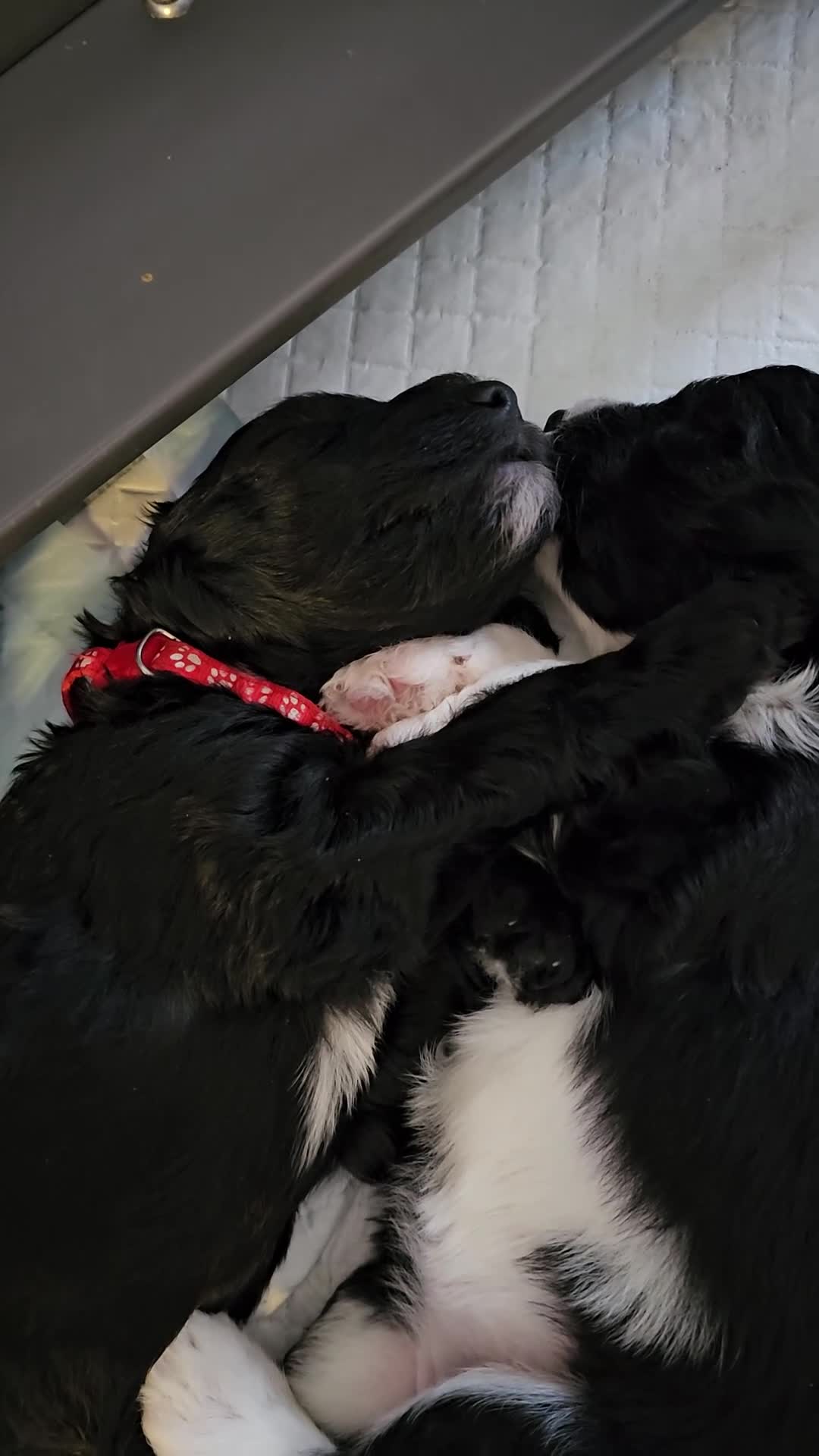 Sheepadoodle dogs for sale: F1 Sheepadoodles Ready  8th April - Video 2