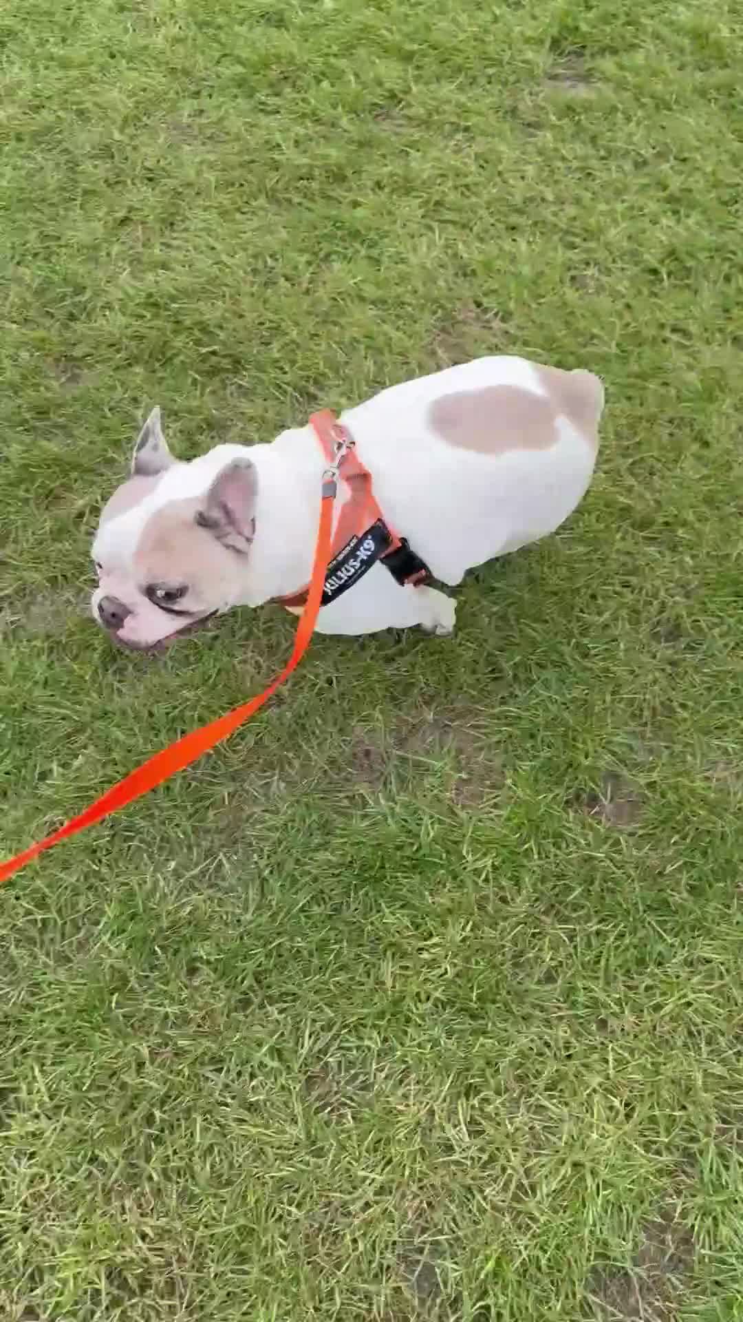 French Bulldog dogs for sale: 6yr old handsome frenchie with lots of personality - Video 1
