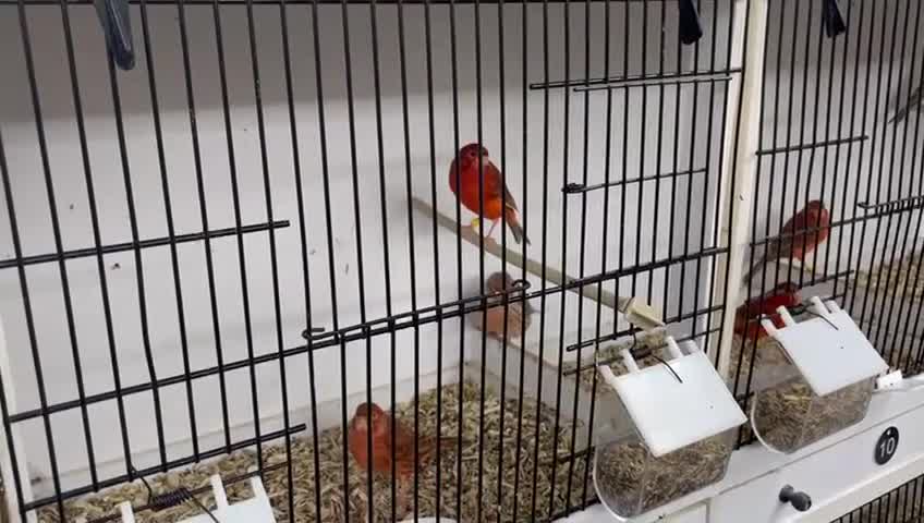 Canaries birds for sale: Red Topaz - Video 2